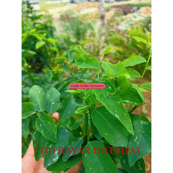 

TERMURAH JUAL DAUN KATUK SEGAR ( PUCUK KATUK ) SAYUR DAUN KATUK 50 LEMBAR DAUN REDY LANGSUNG KIRIM