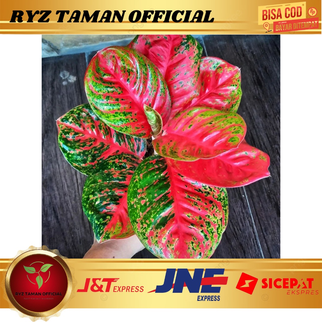 PROMO TANAMAN HIAS AGLONEMA WULANDARI ANAKAN / REMAJA