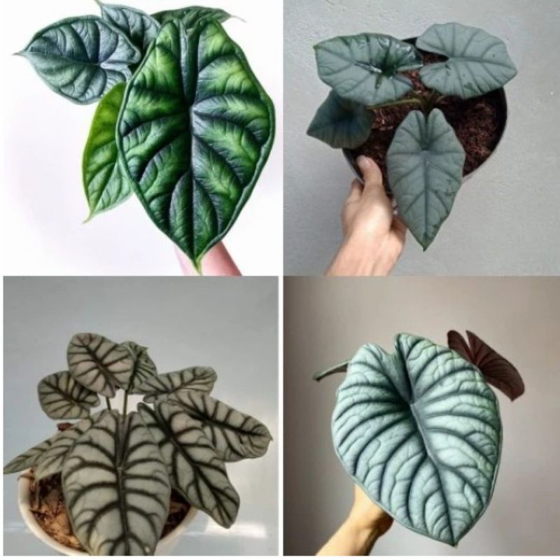 PromoPaket 4 Bibit Tanaman hias Bonggol Alocasia 4 jenis Bibit Alocasia