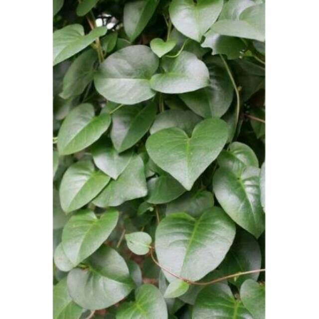 

Daun Binahong fresh organik asli tanpa pestisida