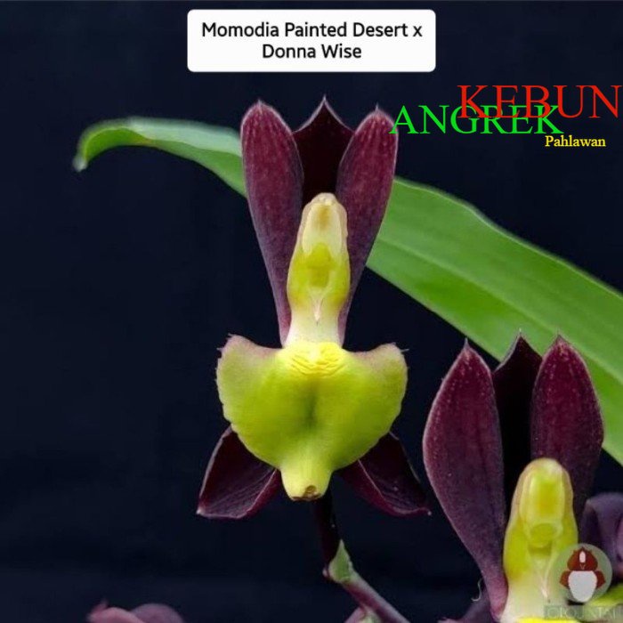 ANGGREK CATASETUM CLOWESETUM FDK MIDNIGHT SKY GREEN - Kecil