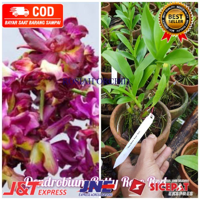 Anggrek Dendrobium Betty Rose Red Remaja