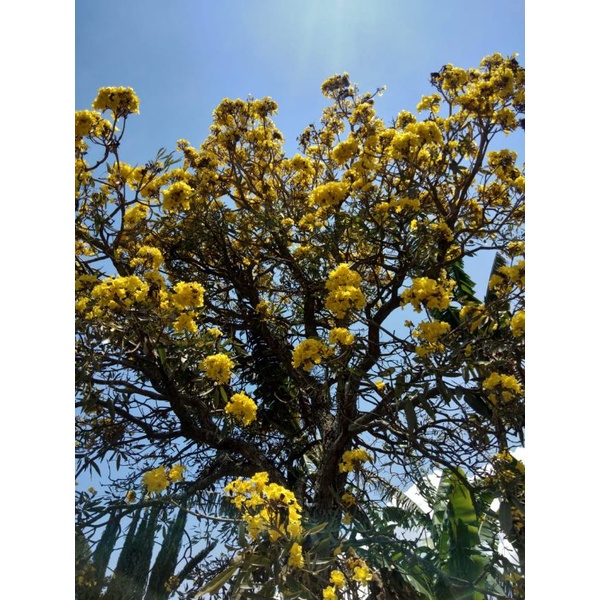 PROMO Tanaman Tabebuya / Tabebuya MERAH DAN KUNING /Tabebuya jepang ASLI