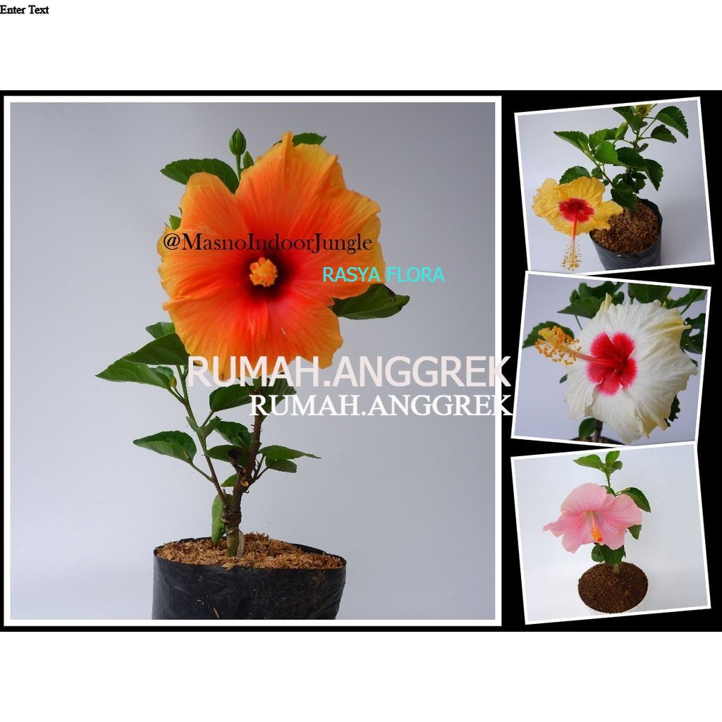 Tanaman Bunga Sepatu Import - Bibit Tanaman Hias Kembang Sepatu Bangkok - Hibiscus