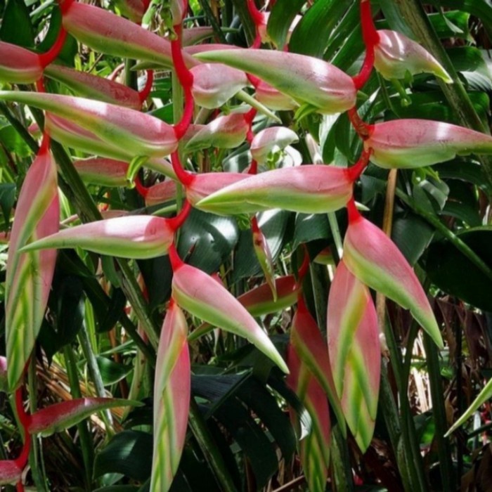 Bibit Tanaman Hias Pisangan Heliconia Bunga Pink