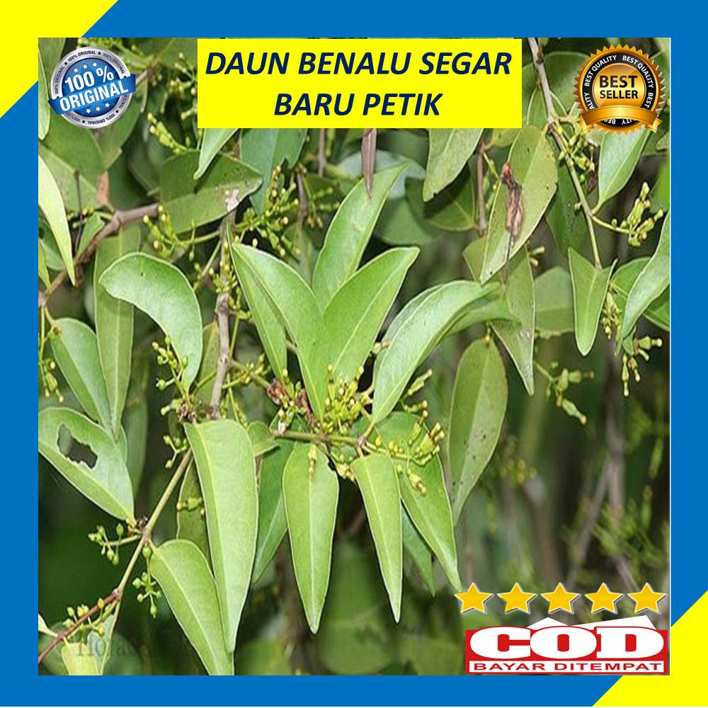

Daun Benalu 250 Gram Segar Baru Petik Fresh