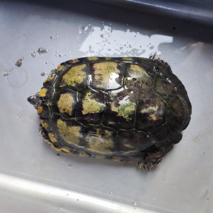 Mainan Indukan Kura Brazil Jantan