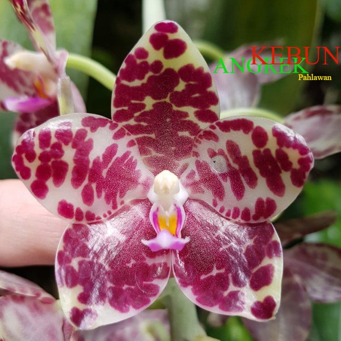 Anggrek Phalaenopsis Gigantea