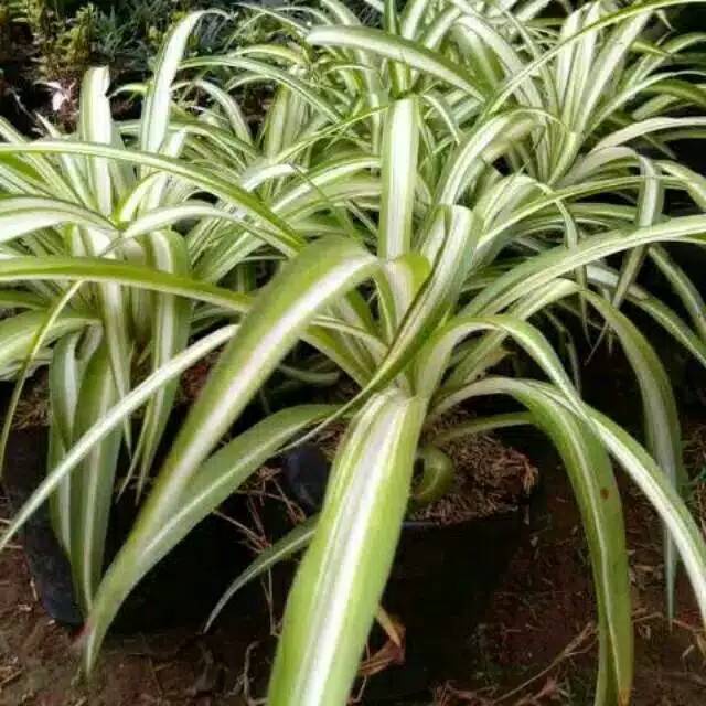 PROMO!! Tanaman hias leli paris hawai, lili paris hawai, pohon lili paris, lili paris hawai, lili pa