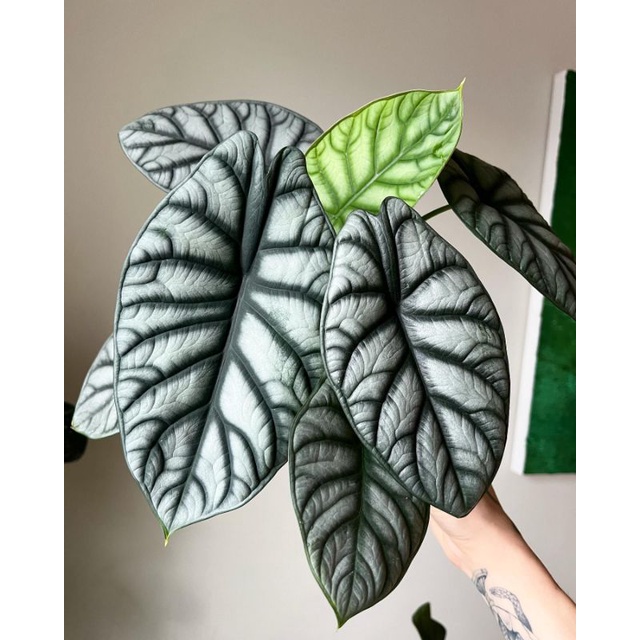 Tanaman hias alocasia silver / Alocasia dragon silver /Alocasia dragon Scale silver / BEAUTY.PLANTS