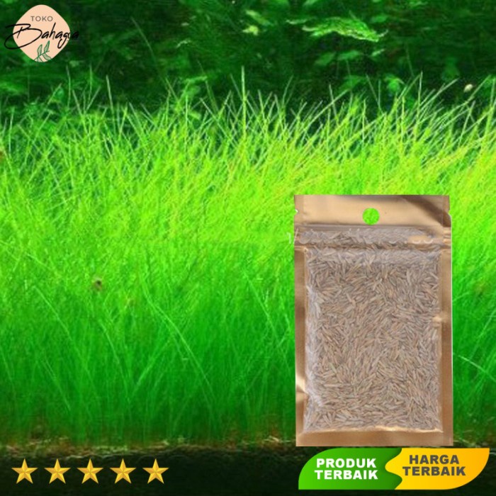 Bibit Rumput Air Dekorasi Aquarium Landscape Ornament 10g Big Fescue