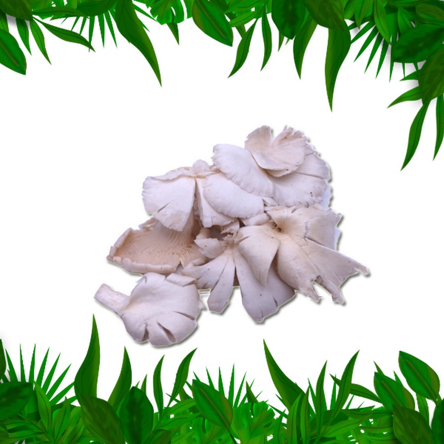 

Sayur Fresh Nusantara - Jamur Tiram 250 gr