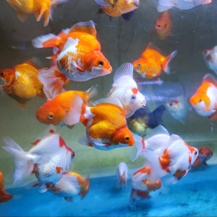 ikan koki baby ryukin / baby mas koki ryukin gold fish ryukin sehat
