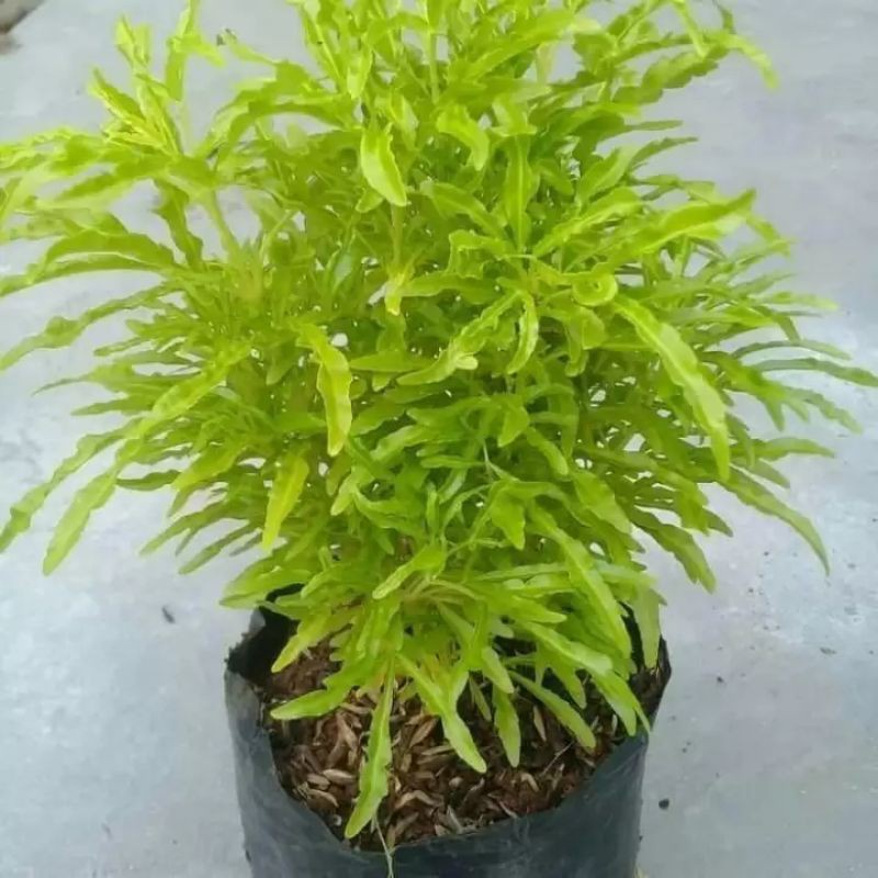 tanaman hias brokoli kuning / tanaman brokoli kuning / pohon brokoli kuning / brokoli kuning