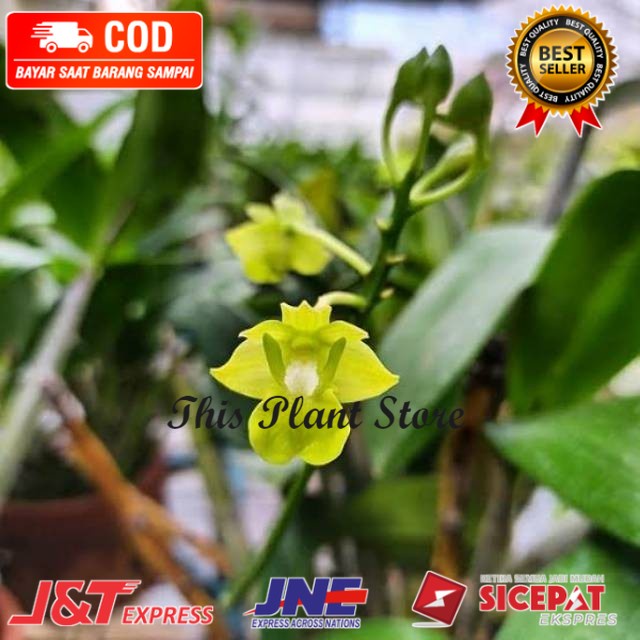 Anggrek Dendrobium Bifalce Flava Seedling