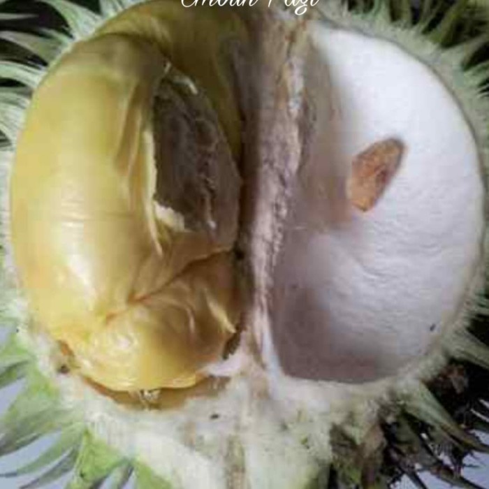 Bibit Tanaman Buah Durian Karatungan Durian Merah Hasil Okulasi Setek Cepat Berbuah