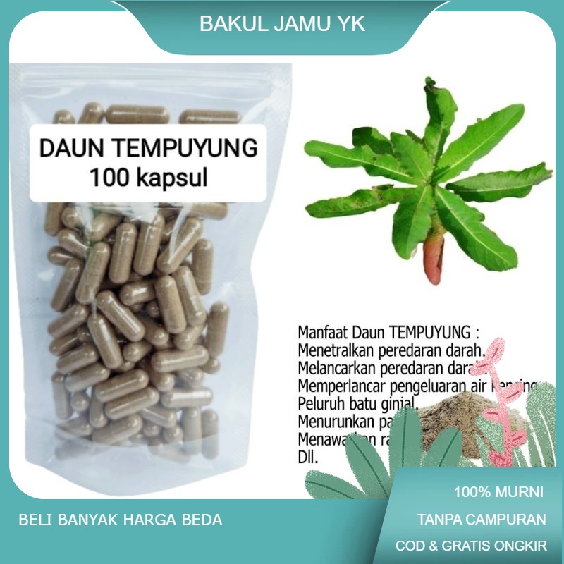 

kapsul Daun Tempuyung isi 100 kapsul untuk batu ginjal