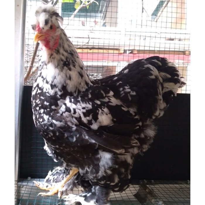 Ayam brahma park black motled betina indukan ( real foto dan vidio )