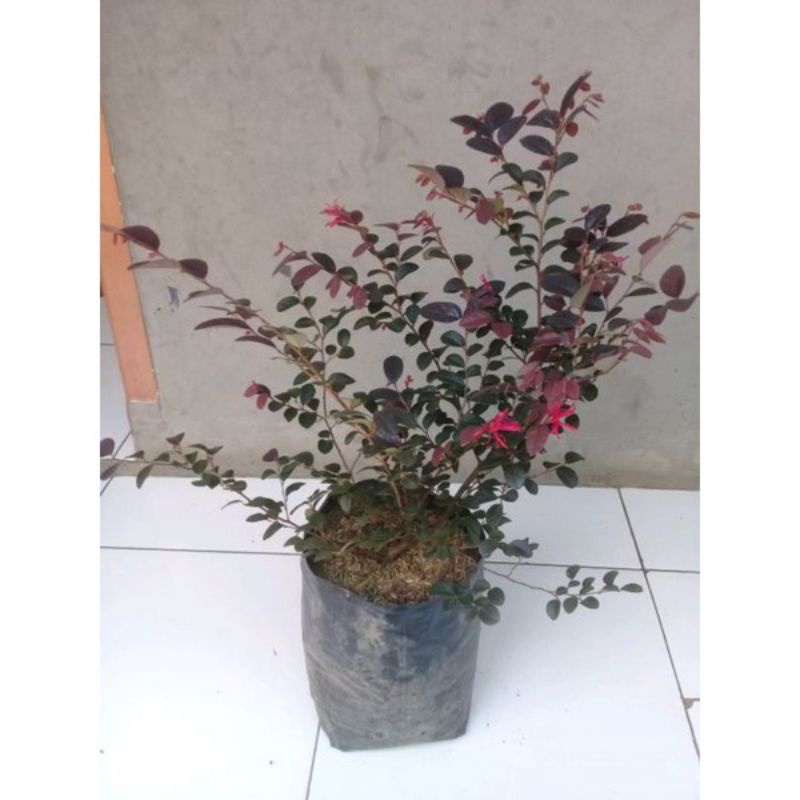 bahan bonsai berkualitas tanaman serut merah