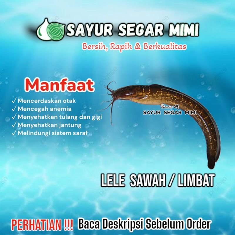 

Ikan Lele Sawah / Ikan Lele Limbat 1Kg Gratis Box - Sᴀʏᴜʀ Sᴇɢᴀʀ ♏ɪᴍɪ