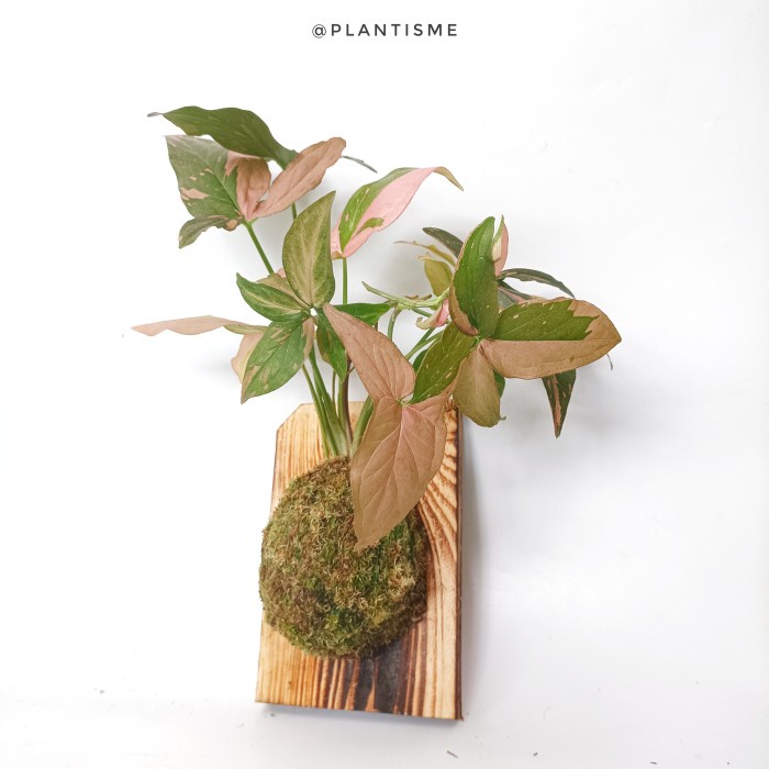 Wall of fame - Mocha Syngonium