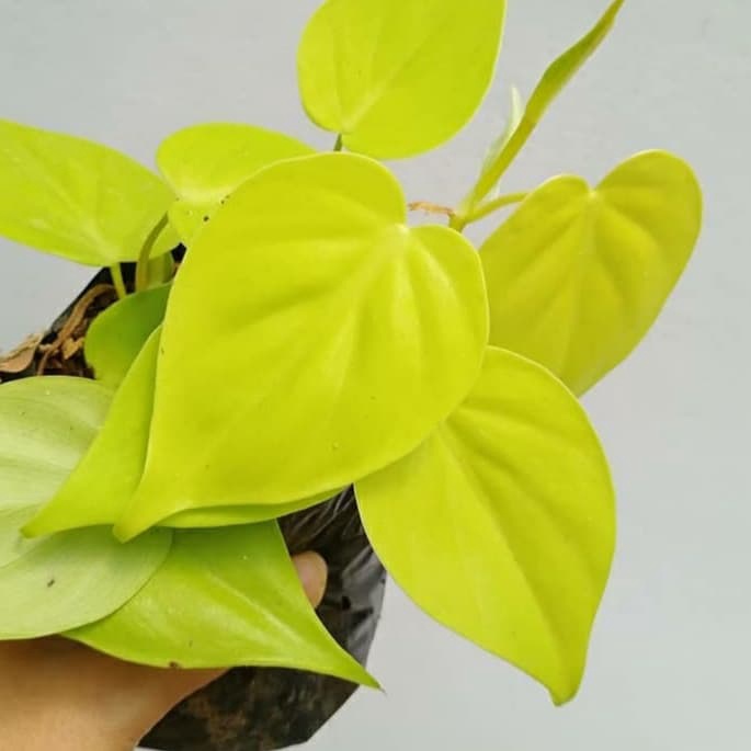 PROMO Tanaman hias serigading lemon -aglonema indukan rimbun -tanaman bunga hias hidup unik murah -t