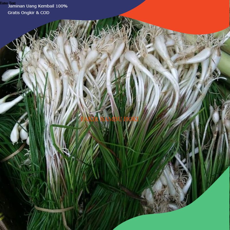 

PROMO BAWANG KUCAI / KUNCAI SEGAR 1 IKET TERMURAH