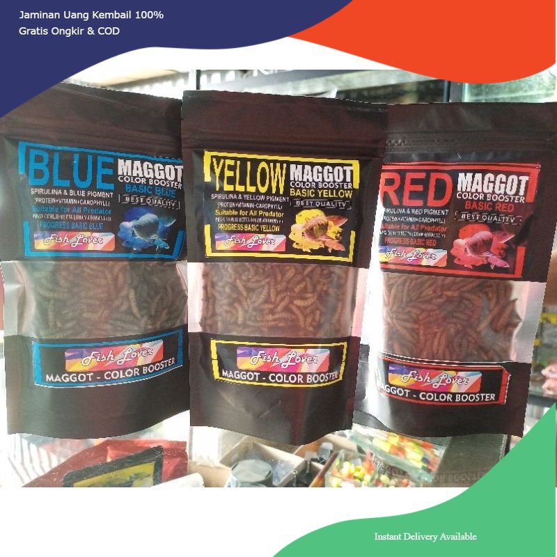 Maggot fish lover, makanan ikan maggot, pakan ikan channa maggot, maggot ikan channa, pakan maggot, 