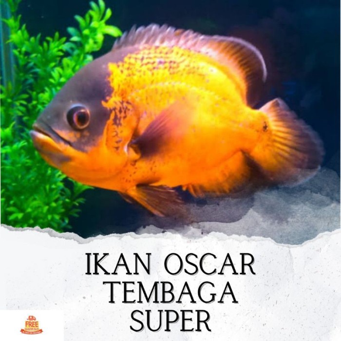 Ikan Hias Predator Oscar Tembaga Super Hiasan Akuarium