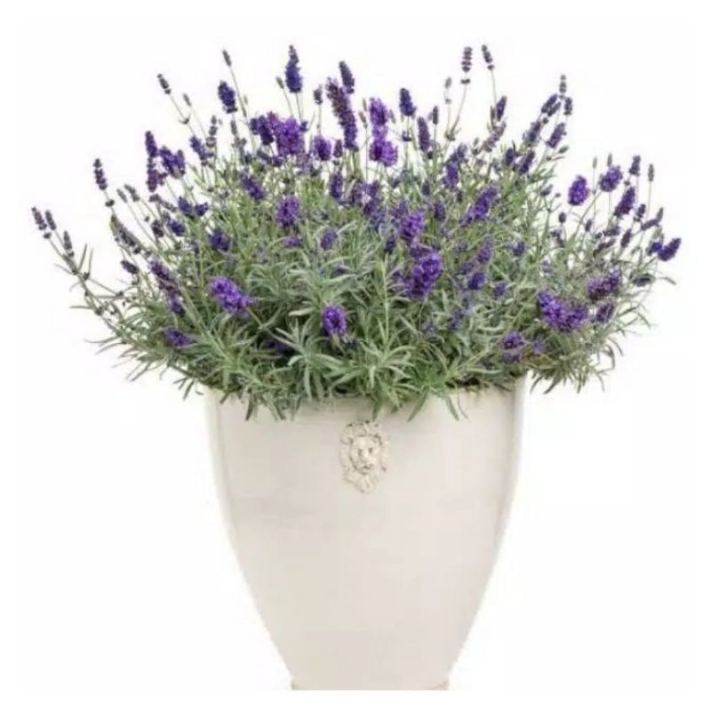 Tanaman Hias Lavender Pengusir Nyamuk / Tanaman Pengusir Nyamuk