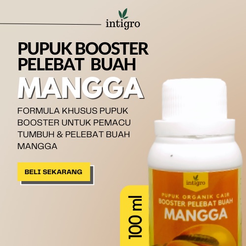 ( Bos_Organik ) Pupuk Buah Mangga / Pupuk Pelebat Buah Mangga / Pupuk Booster Mangga Berbuah Lebat /