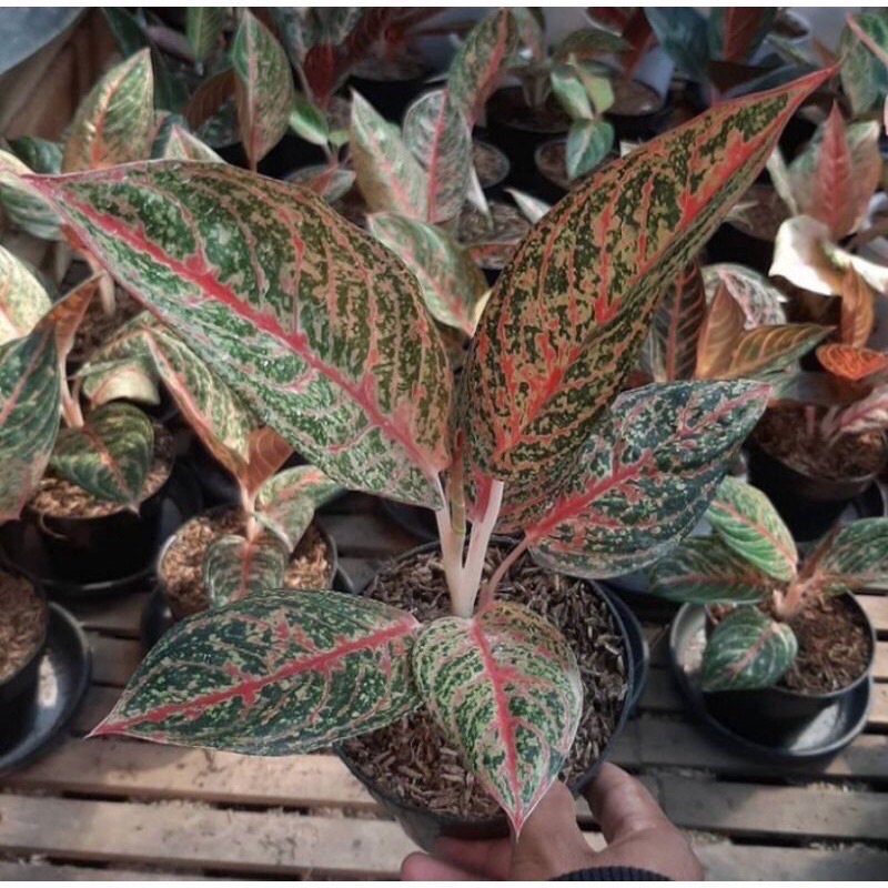 ( ORIGINAL ) bibit anakan aglonema arini