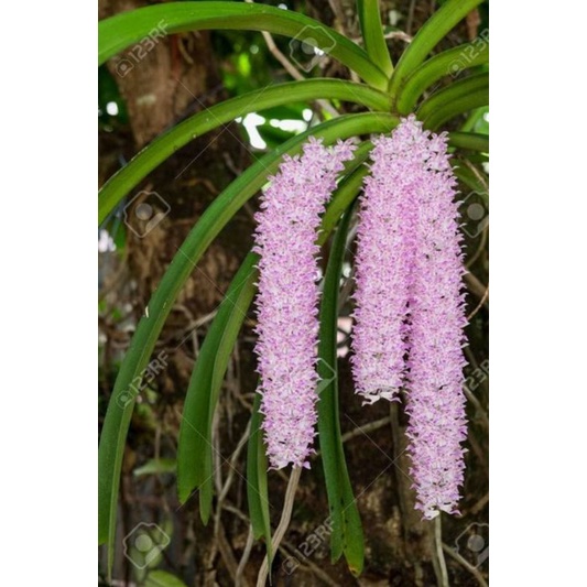 Anggrek Ekor Tupai Dewasa Tanaman Hias Anggrek Ekor Tupai