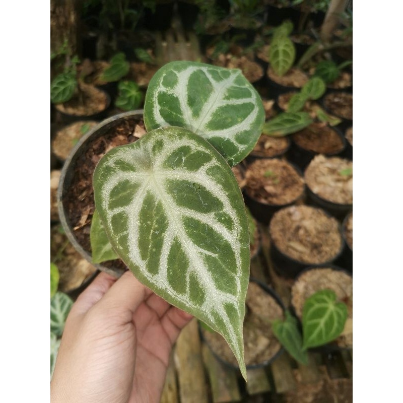 Tanaman bunga Anturium dorayaki silver forgeti / Anthurium silver blush Forgetii / kuping gajah buta