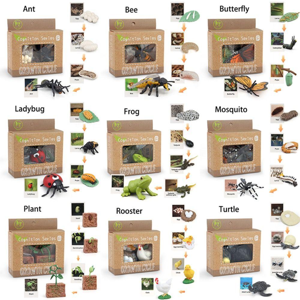Needway  Animal Life Cycle Mainan Anak Ipa Mainan Serangga Hewan Butterfly Growth Cycle Action Figure Bahan Mengajar Mainan Kognitif Simulasi Model Tanaman