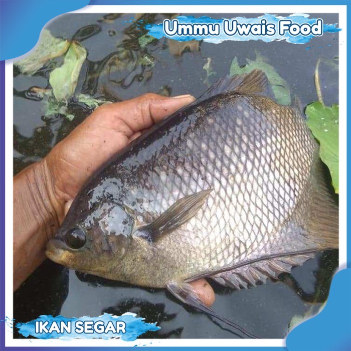 

Ikan Gurame Hidup / Berkualitas / Harga Resto / Grosir