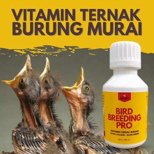 *MBS* Vitamin Ternak Burung Murai Batu Cepat Birahi / Vitamin Breeding Burung Murai Obat Breeding Mu
