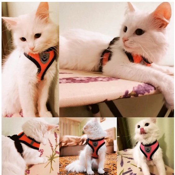 Harness Tali Tuntun Rompi  Kucing &amp; Anjing
