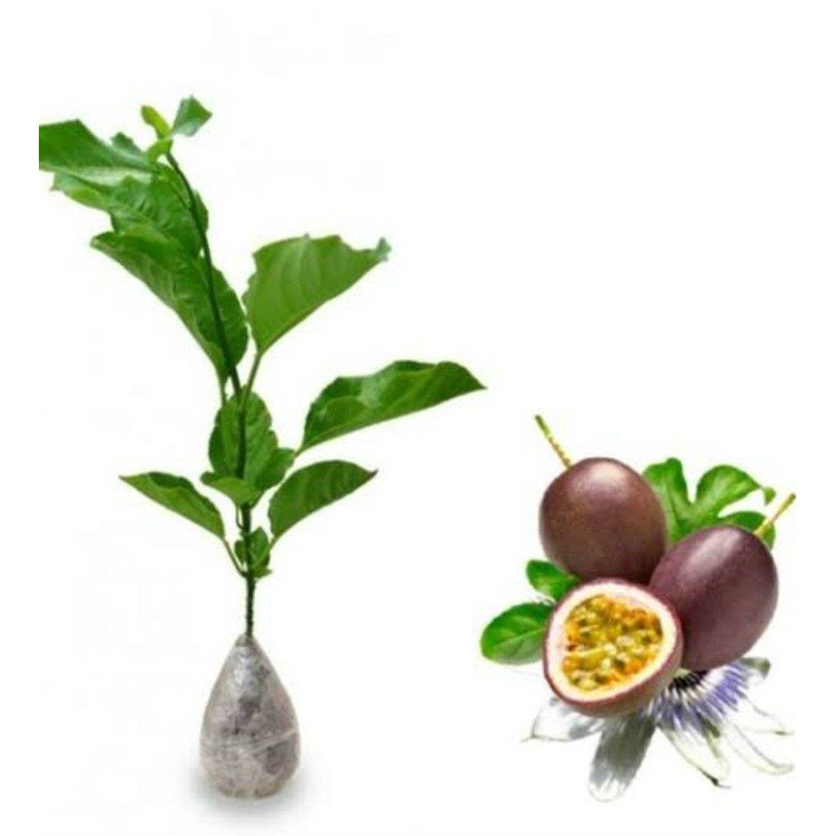 bibit markisa merah,Bibit Buah Markisa Merah Manis