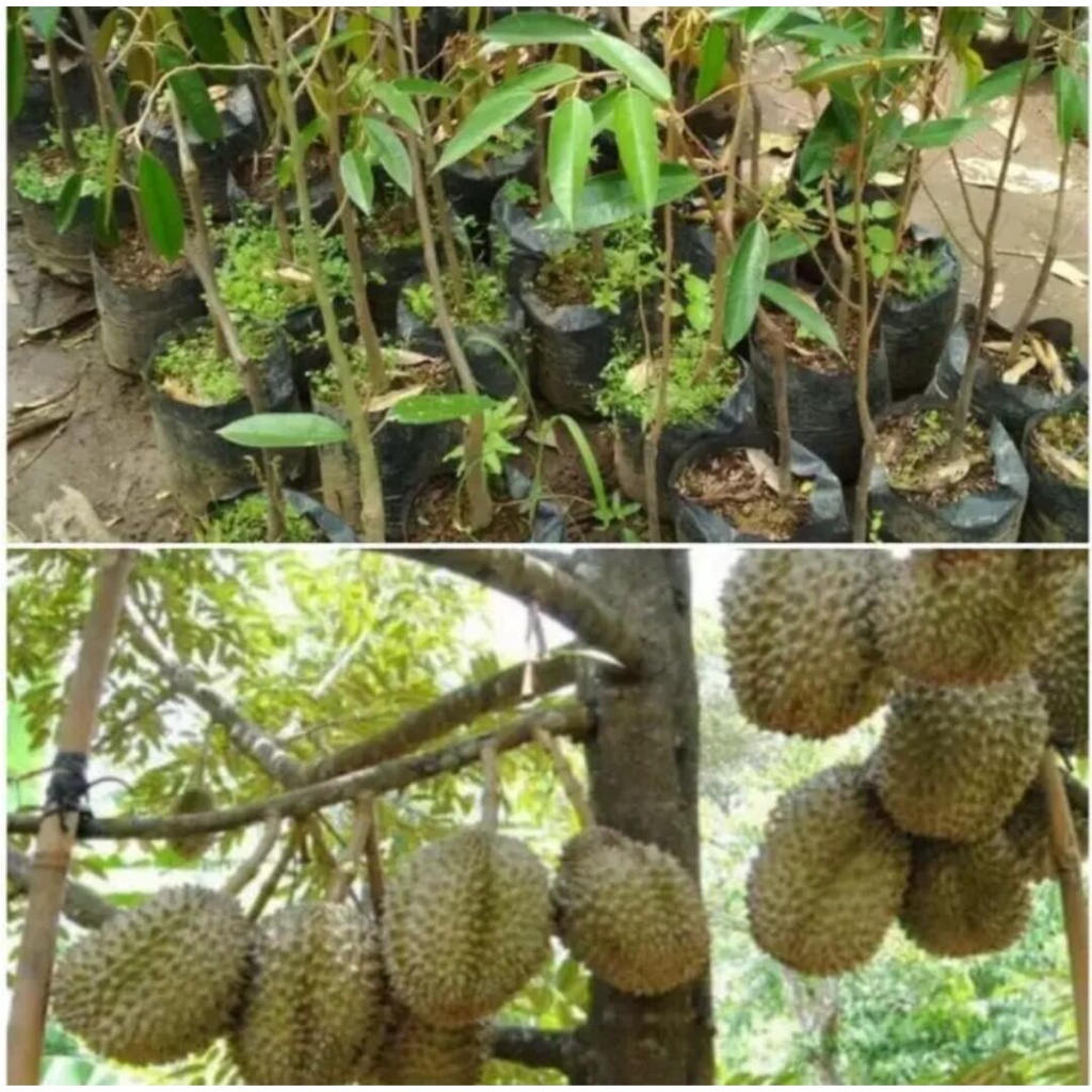 Bibit Durian Montong Okulasi