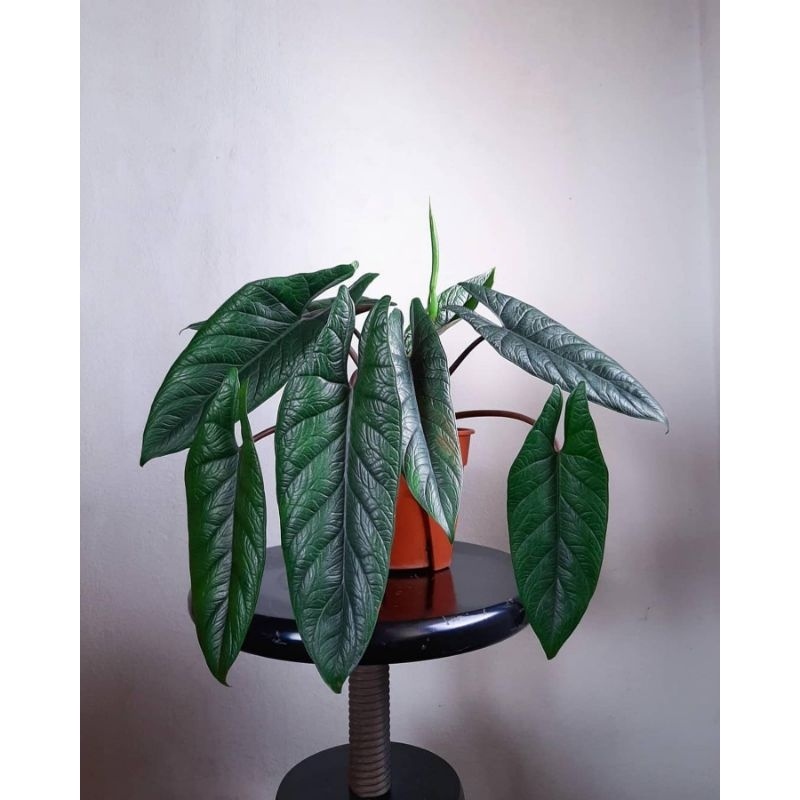 Tanaman Bunga Alocasia Scalprum / keladi skalprum / Alovasia scalperum skalperum sekalperum