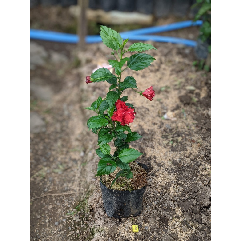 Tanaman Hias Bunga sepatu merah Bali / pucuk arjuna - BakulKembang