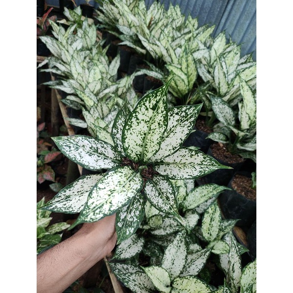 Aglonema snow white rimbun