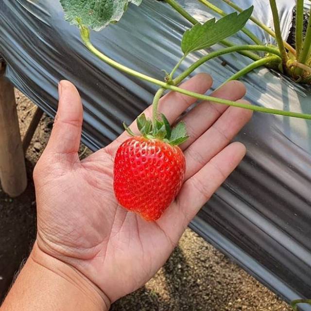 isi 10 Biji - Benih strawberry ICHAN KING F1 stroberi dataran rendah - tinggi repack -seedstore