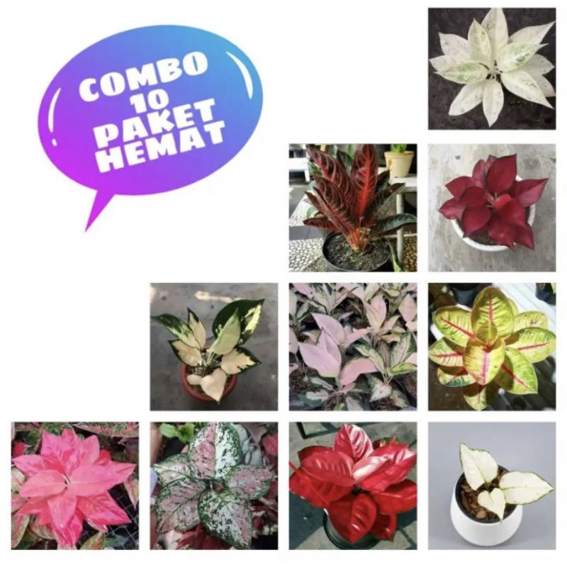 Paket Hemat 10 Bibit Bonggol aglonema Realpict Akar Bertunas