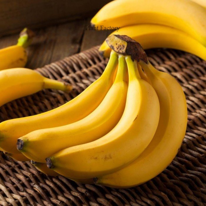 Bibit Pisang Barangan Kuning - Bibit pisang unggul berkualitas