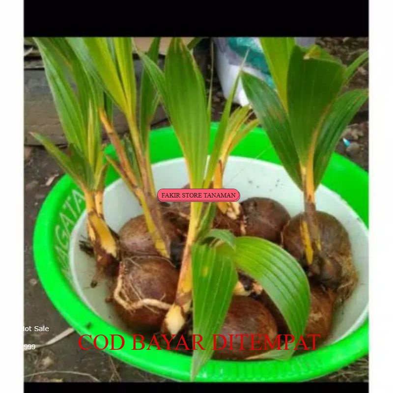 TERBAIK BONSAI KELAPA KUNING / HIJAU  ( BAHAN BONSAI KELAPA) REDY LANGSUNG KIRIM