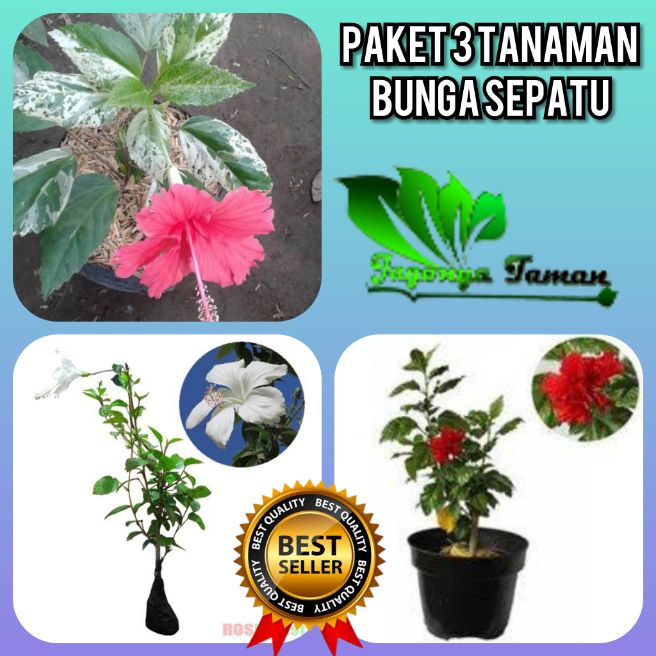 Paket 3 Tanaman Kembang Sepatu / Bunga Sepatu Merah / Kembang Sepatu Putih / Kembang Sepatu Varigata