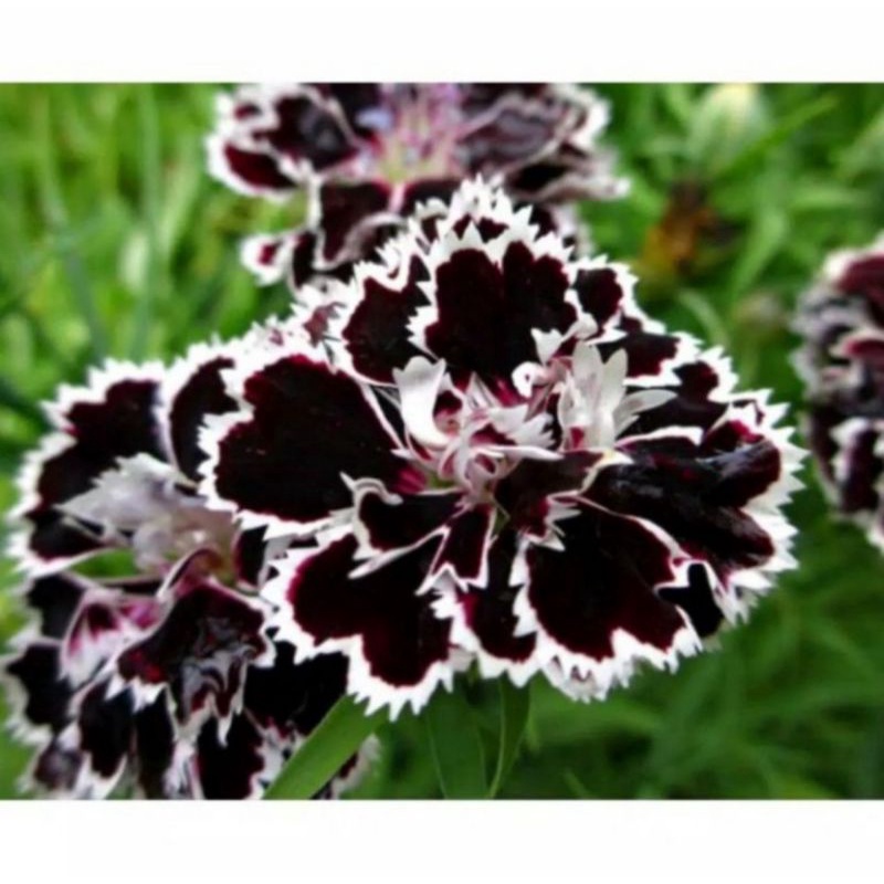 (BISA COD) Adenium bunga tumpuk black hawk/adenium cabang seribu/kamboja jepang arabicum/tanaman hidup/bunga hias hidup