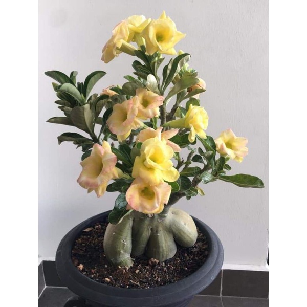 Bibit bunga adenium tumpuk kuning-adenium tumpuk cabang seribu-kamboja jepang arabicum-tanaman hidup